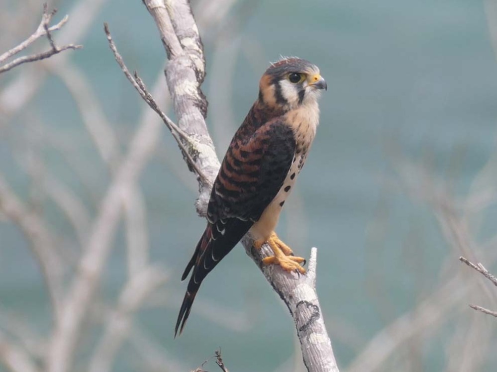 Falco sparverius